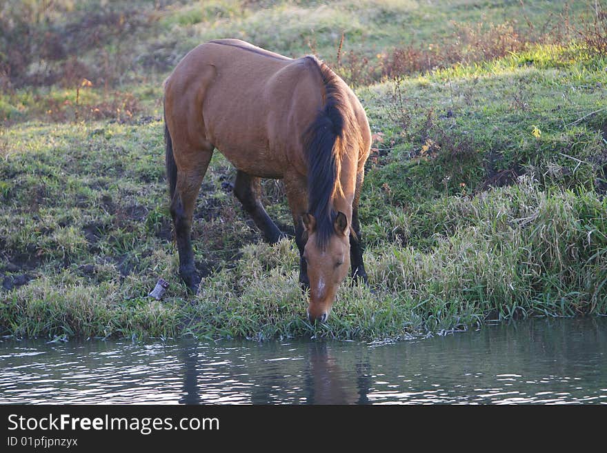 Horse grazing and drinking water from a pond