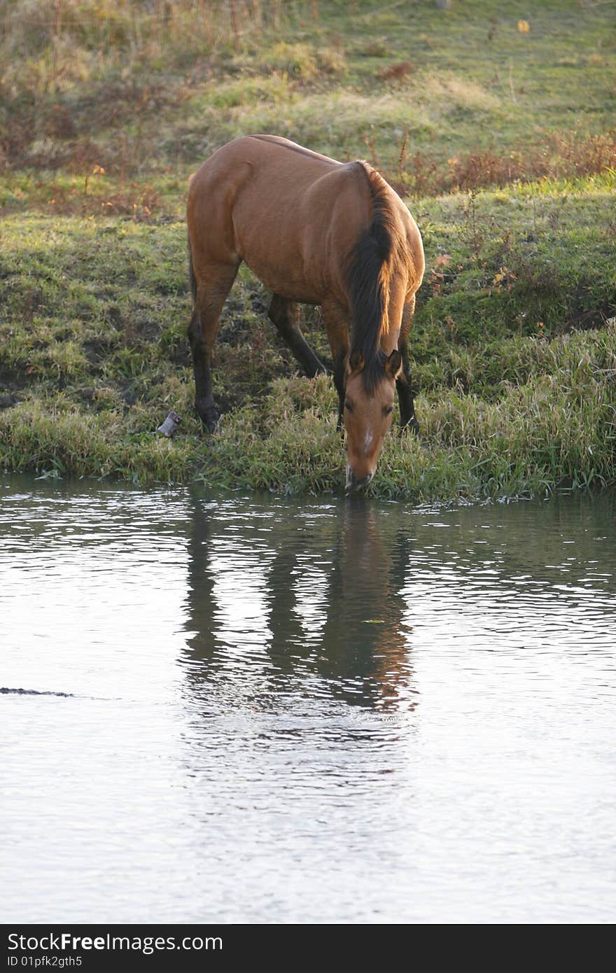 Horse grazing and drinking water from a pond