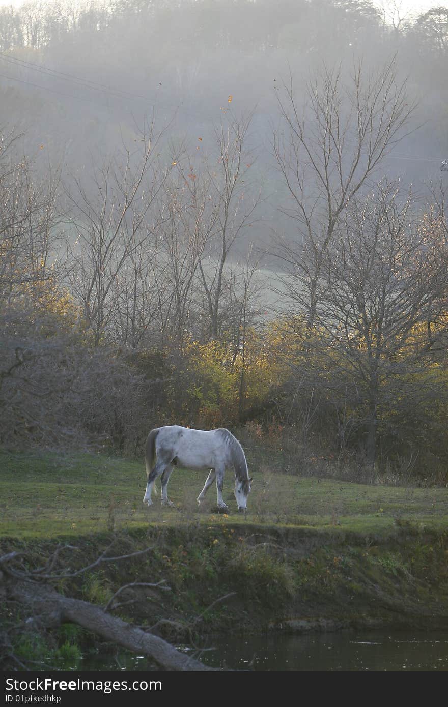 Horse grazing and drinking water from a pond