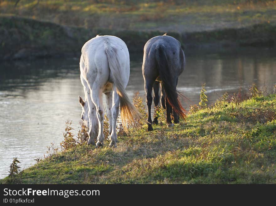 Horses Grazing