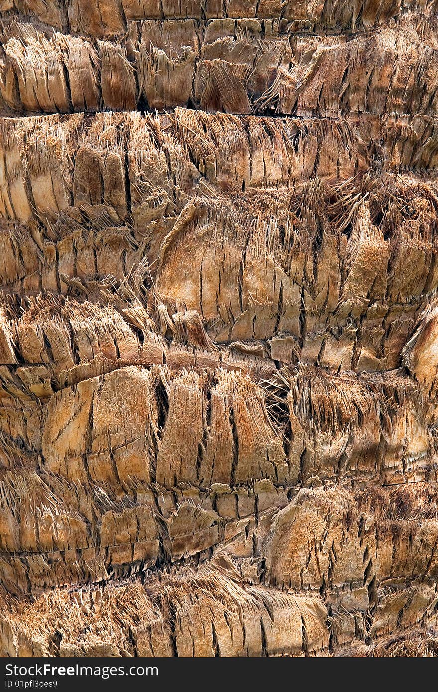 Closeup of palm tree texture