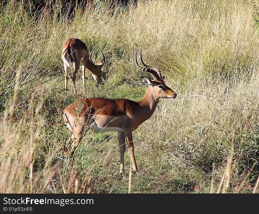 Antelopes in the close-up of savanna trees in sunny day