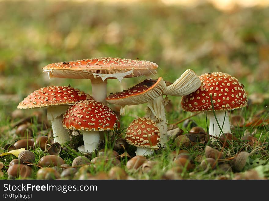 Group of toadstools