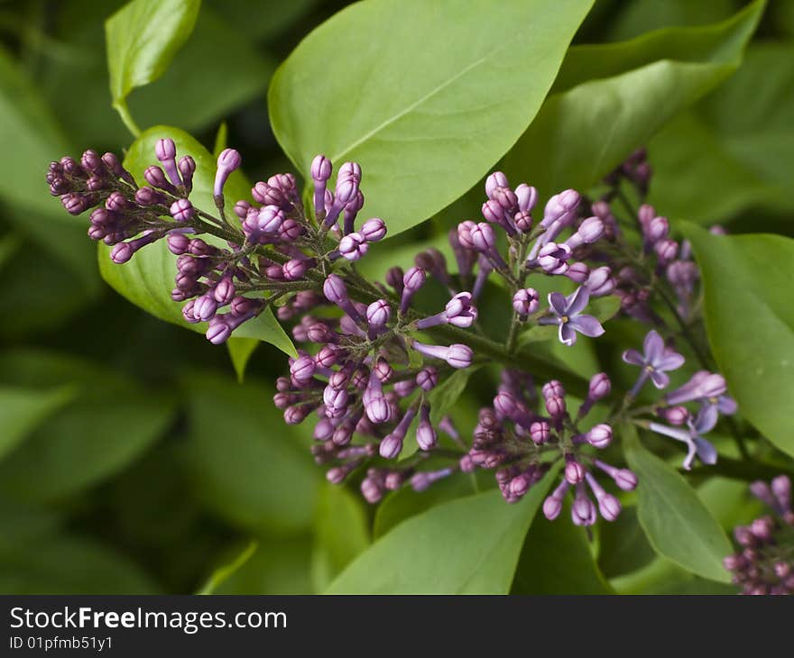 Blooming lilac branch