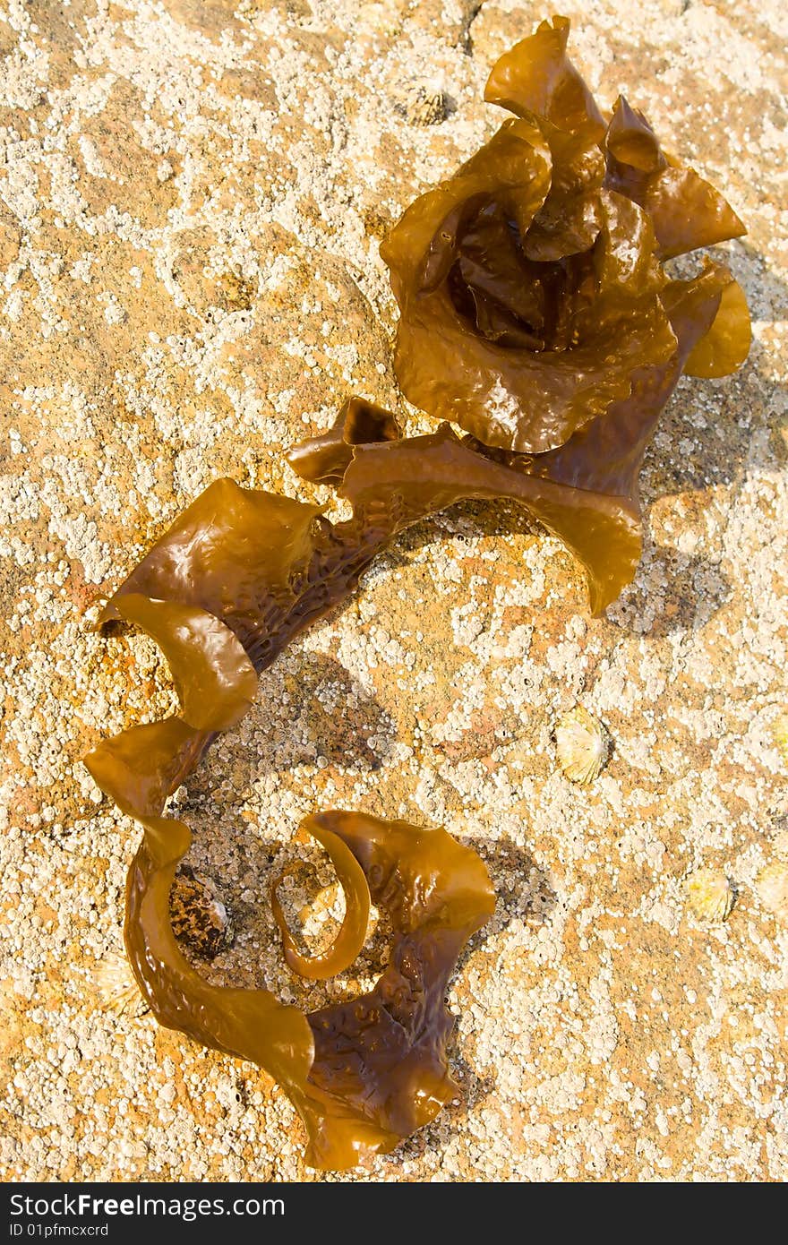 A brown seaweed on a yellow rock. A brown seaweed on a yellow rock