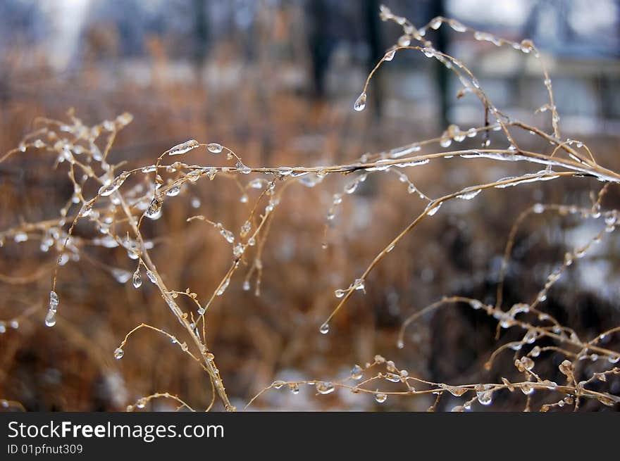 Drops on bushes. High humidity. Drops on bushes. High humidity.