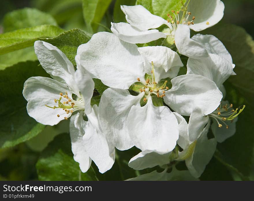 Apple-tree Flower