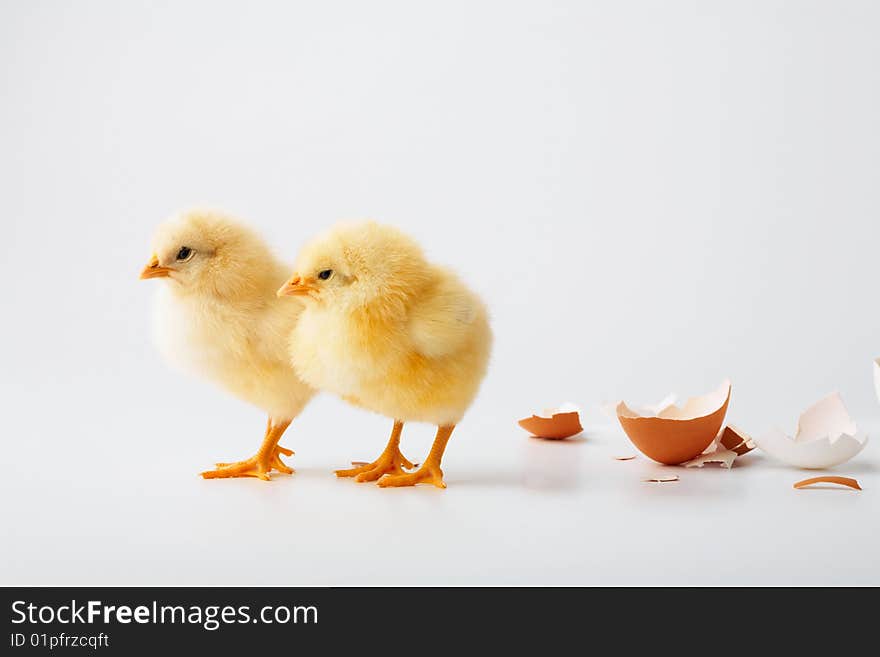 Just the born chickens on a white background. Just the born chickens on a white background.