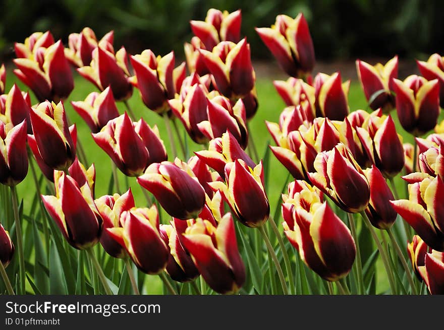 Flower-bed of unusually colored yellow-garnet tulips. Flower-bed of unusually colored yellow-garnet tulips