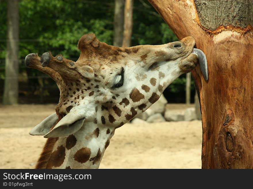 Giraffe in the zoo licking a tree