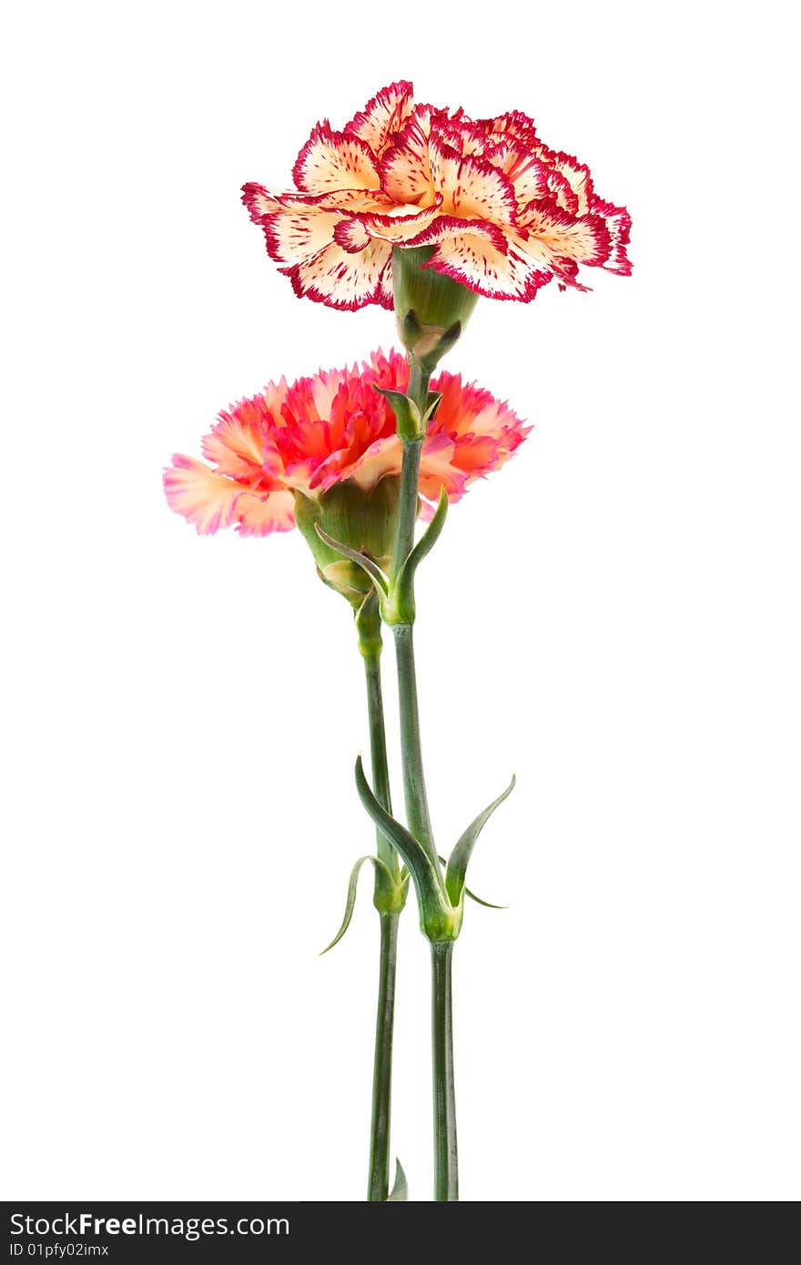 Beautiful two carnation on a white background