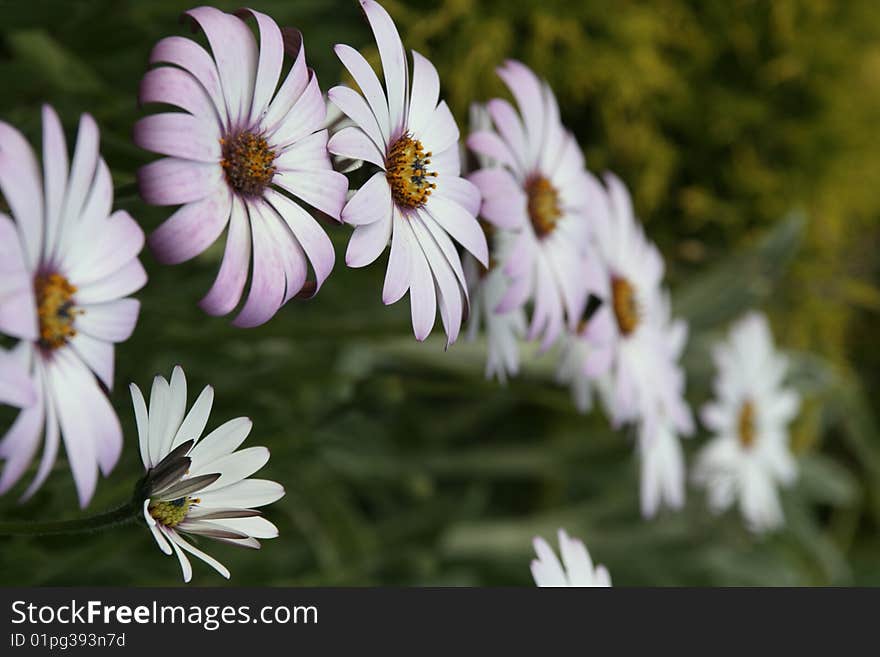 African Daisy in the garden. African Daisy in the garden