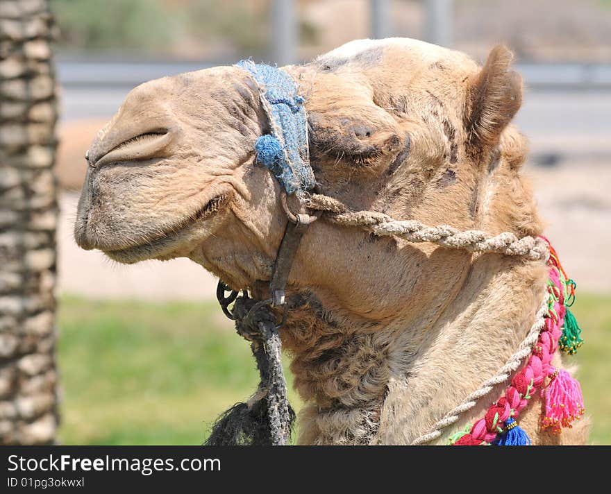 Decorated Dromedary Camel Head, Israel