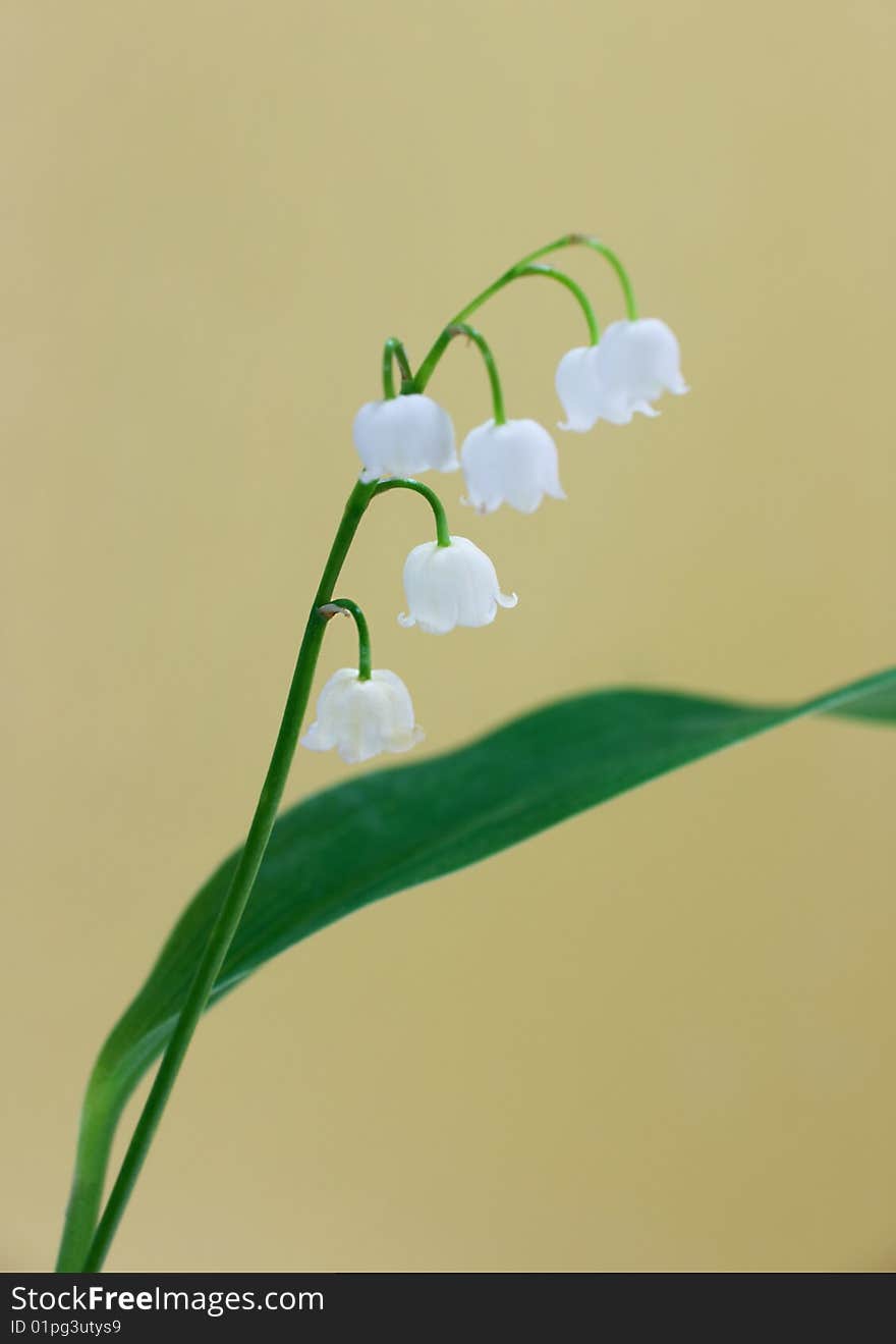 Close up of lily of the valley with yellow background