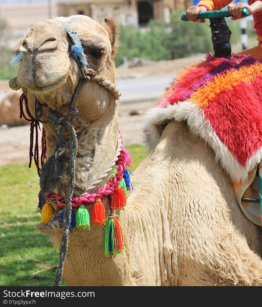 Decorated Dromedary Camel