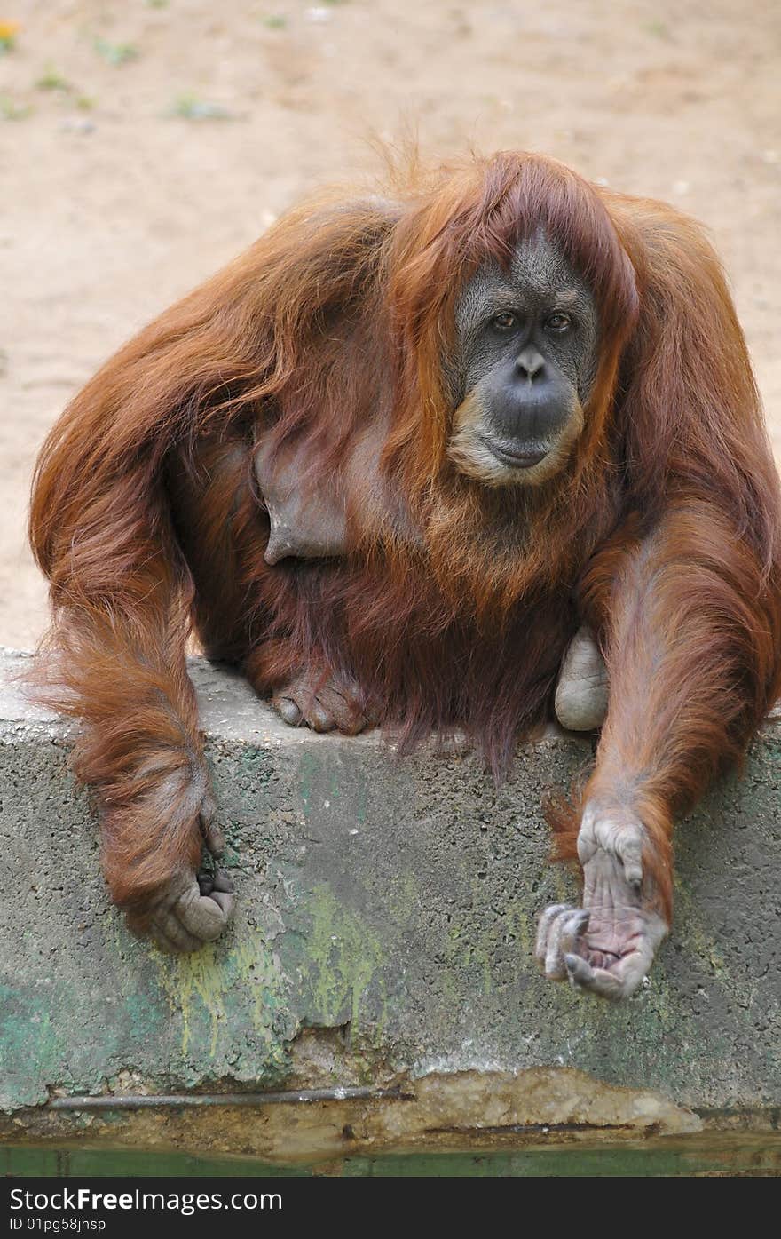 Adult Female Orangutan in Zoo