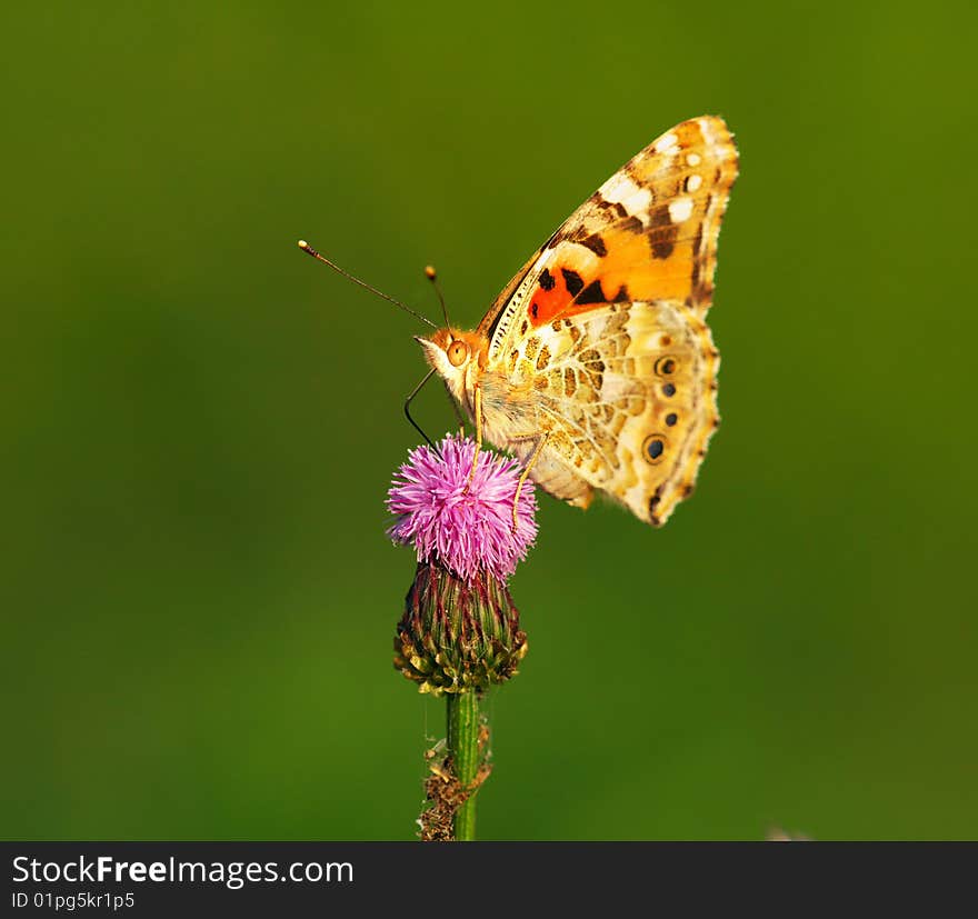 Tiger brindle butterfly