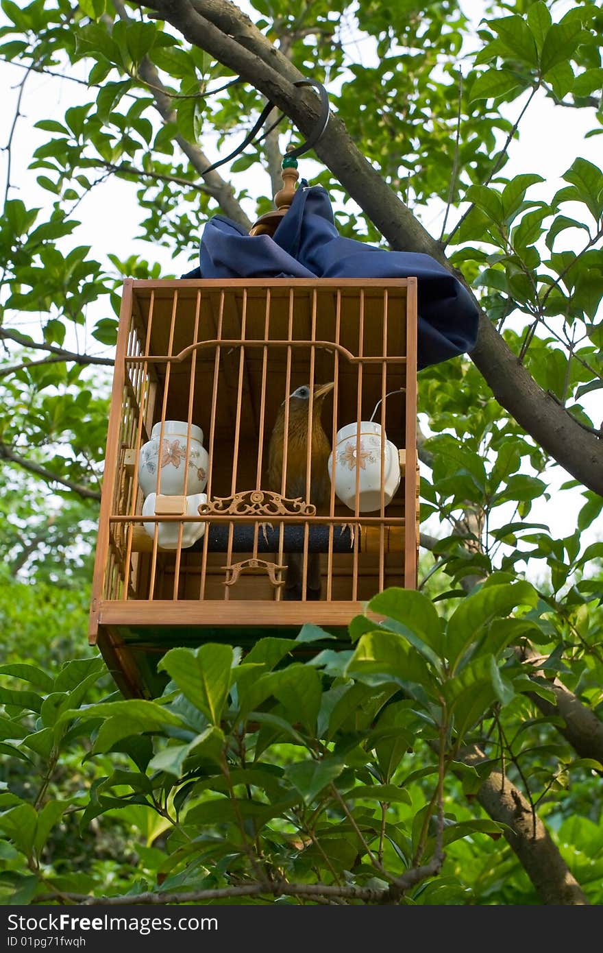 Birdcage on the tree in garden