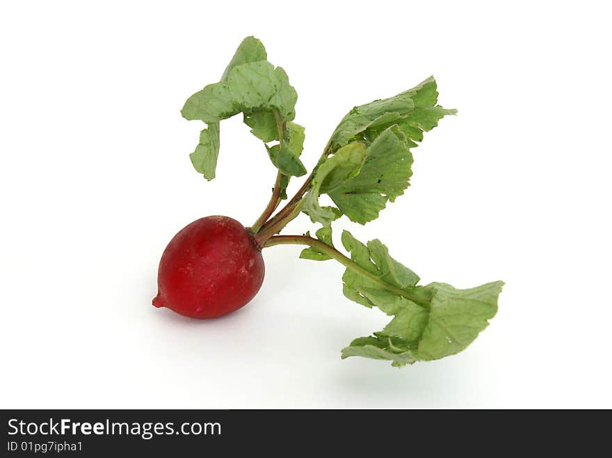 Radish