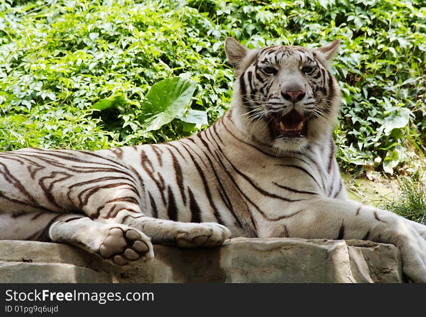 White tiger