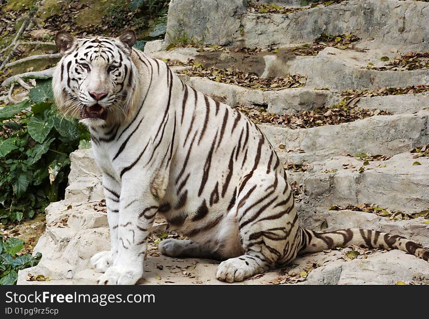 White tiger