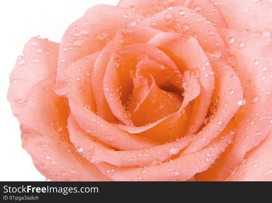 A beautiful rose in white background. A beautiful rose in white background