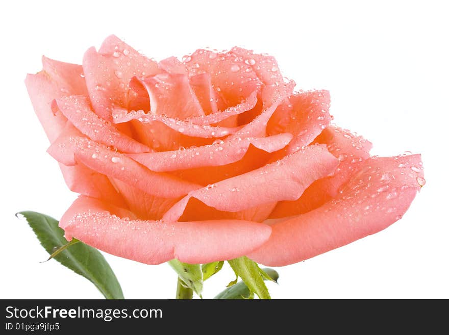 A beautiful rose in white background. A beautiful rose in white background