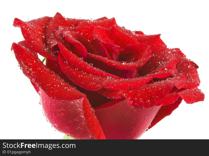 A beautiful rose in white background. A beautiful rose in white background