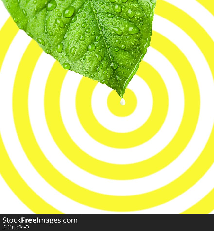 Green wet leaf with rain drops over circular background with water drop in center. Green wet leaf with rain drops over circular background with water drop in center