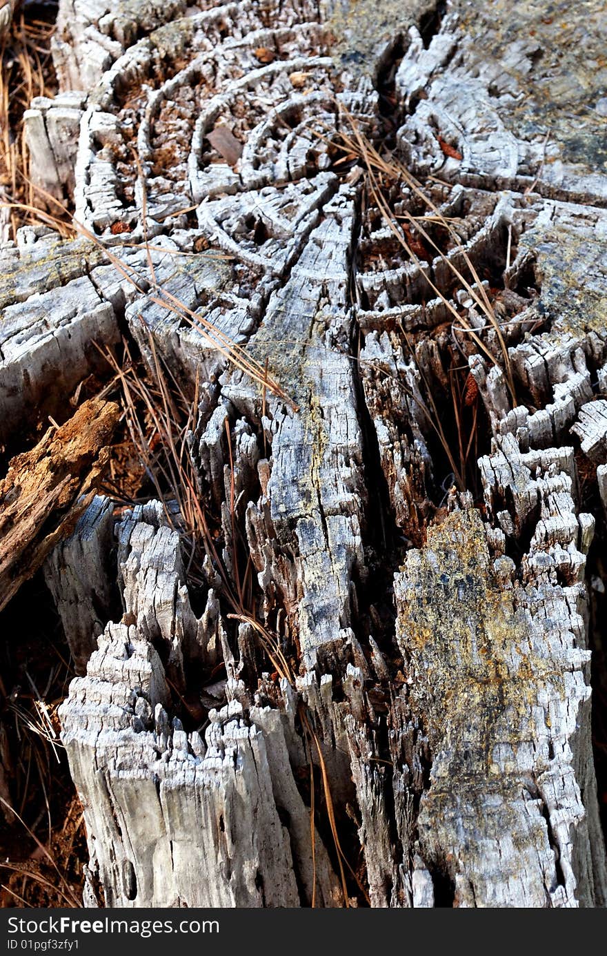 A closeup of a tree trunk. A closeup of a tree trunk.