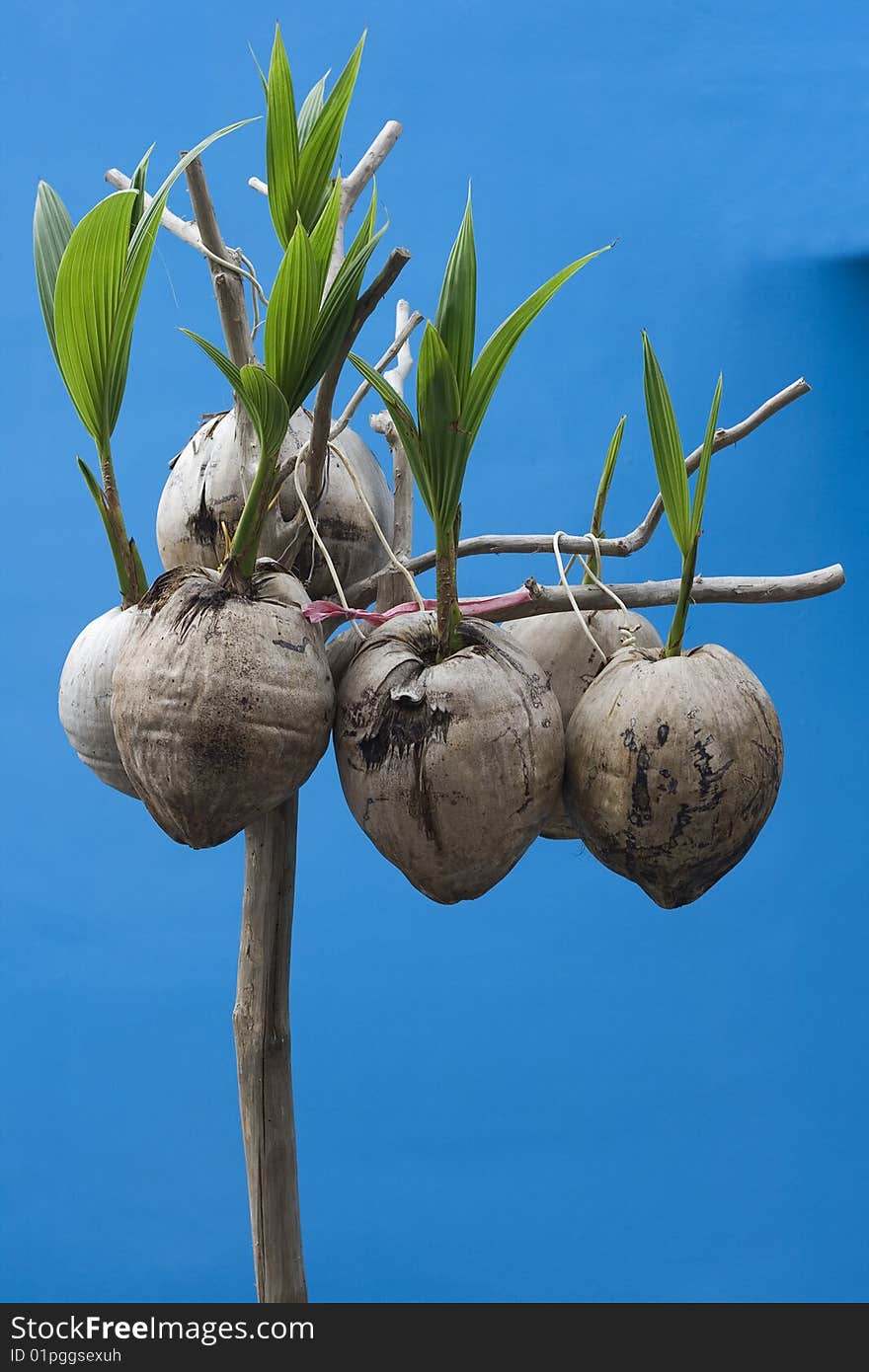 Coconut Seedlings