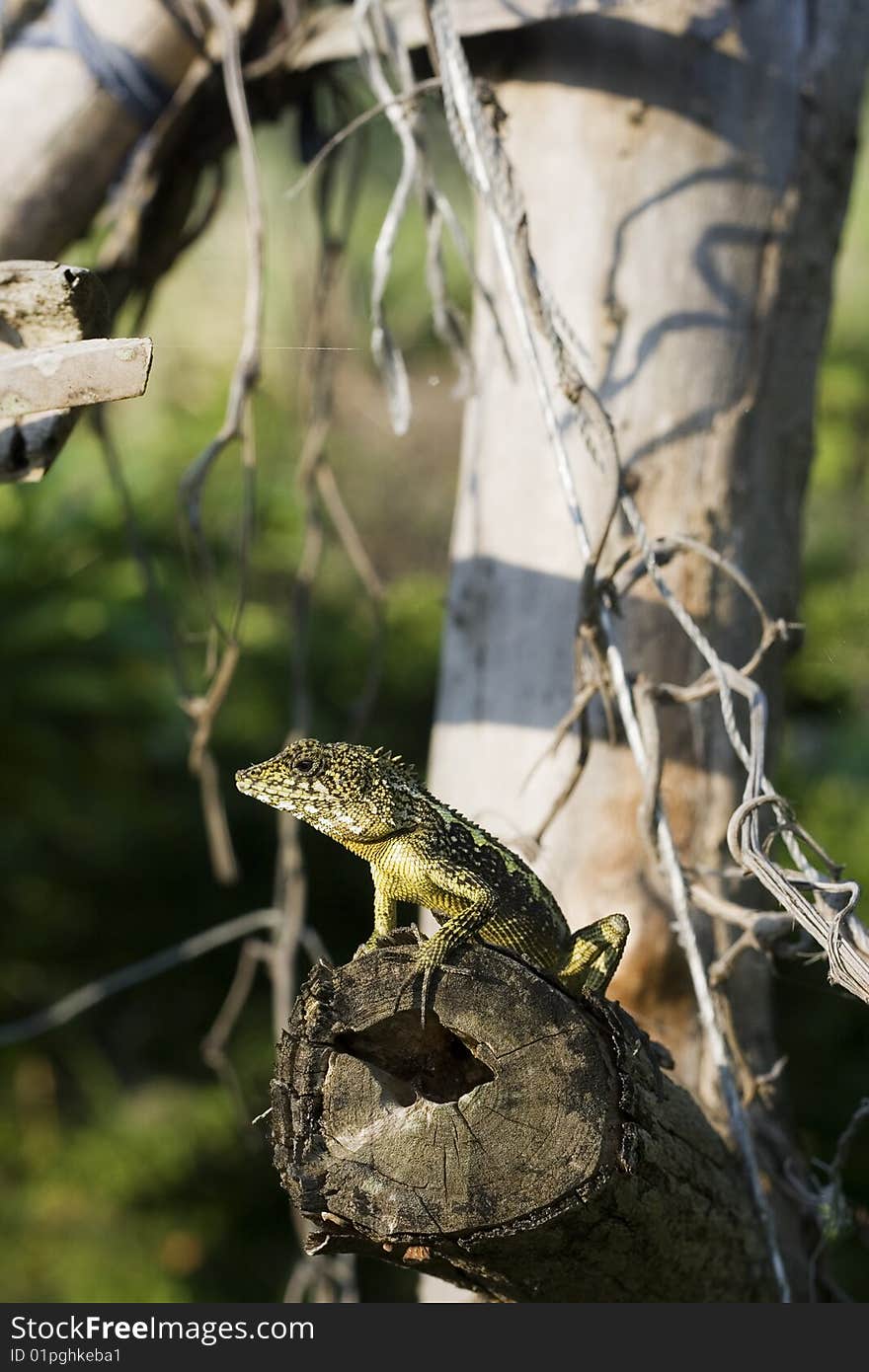 Lizard On Piece Of Wood