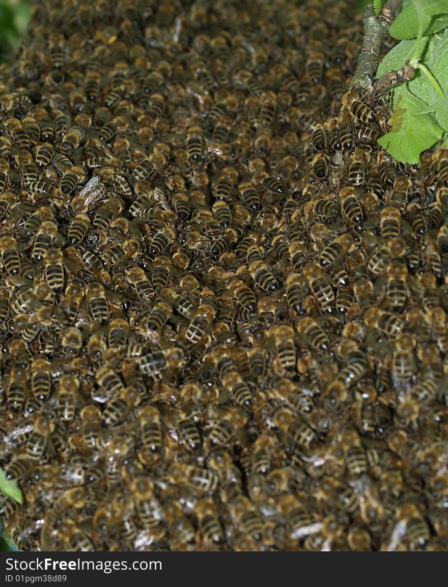 Swarm of bees in detail on tree branch