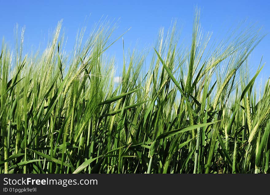 Wheat field