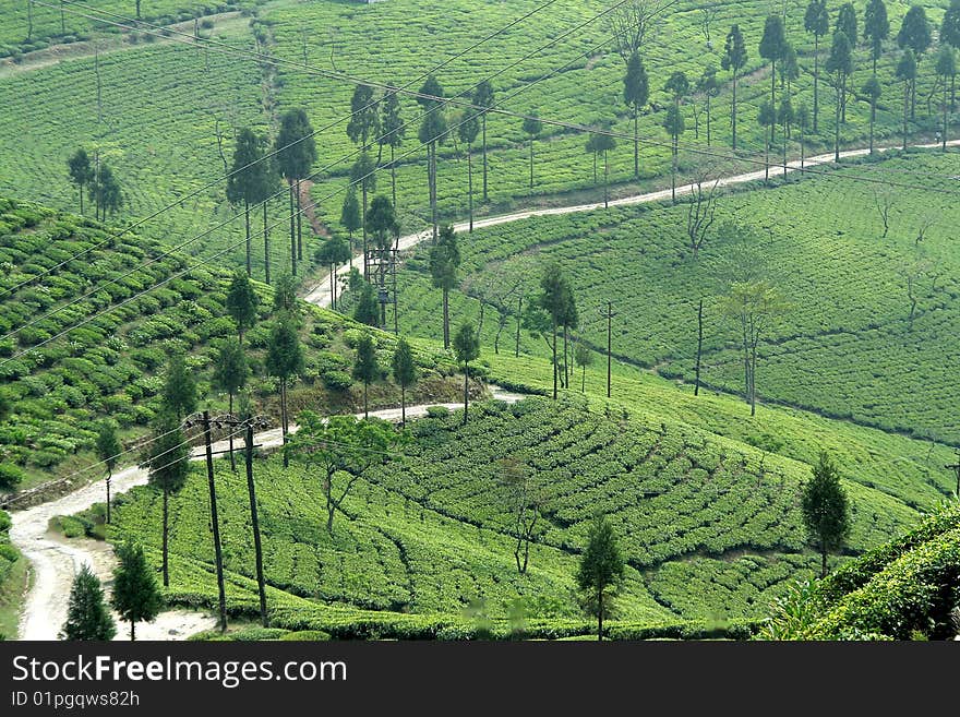 Road running through green mountain of tea garden. Road running through green mountain of tea garden