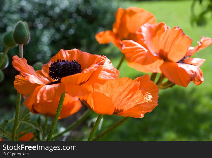 One in focus red poppy