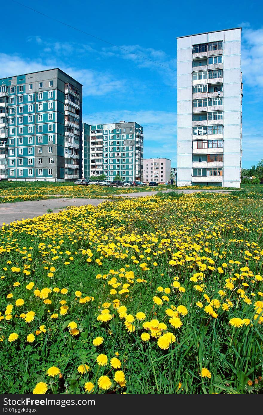 Dandelions in the city