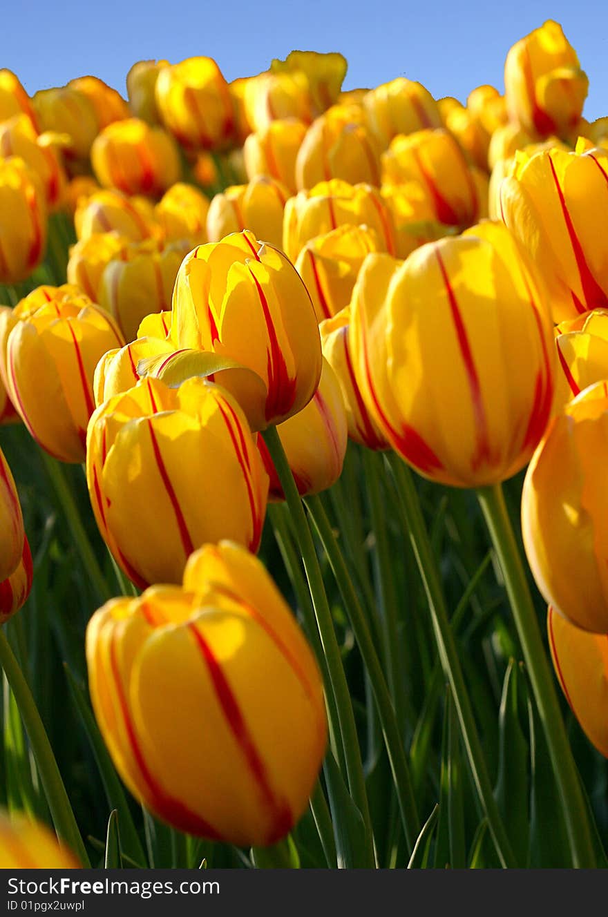 Beautiful and colorful tulips in sunlight.