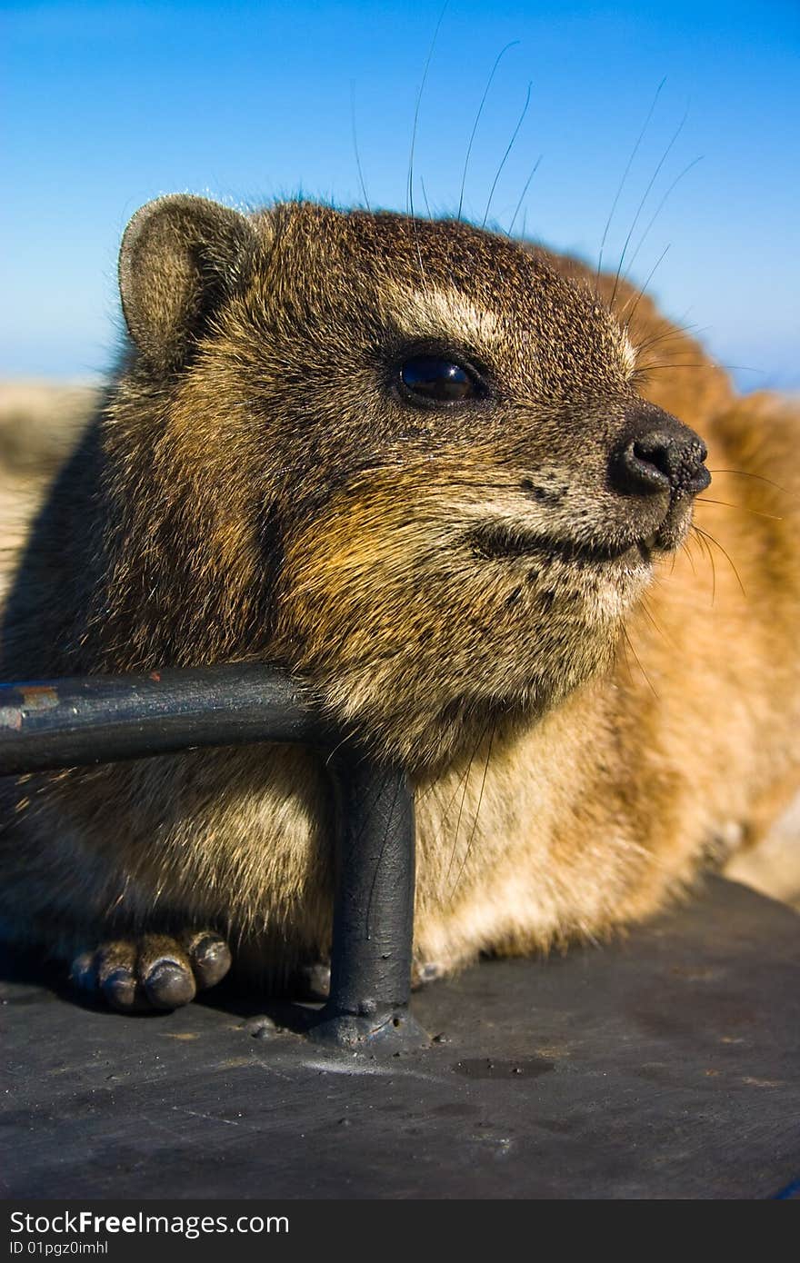 Close up shot of a rock dassie on top of Table Mountain, cape Town South Africa. Close up shot of a rock dassie on top of Table Mountain, cape Town South Africa