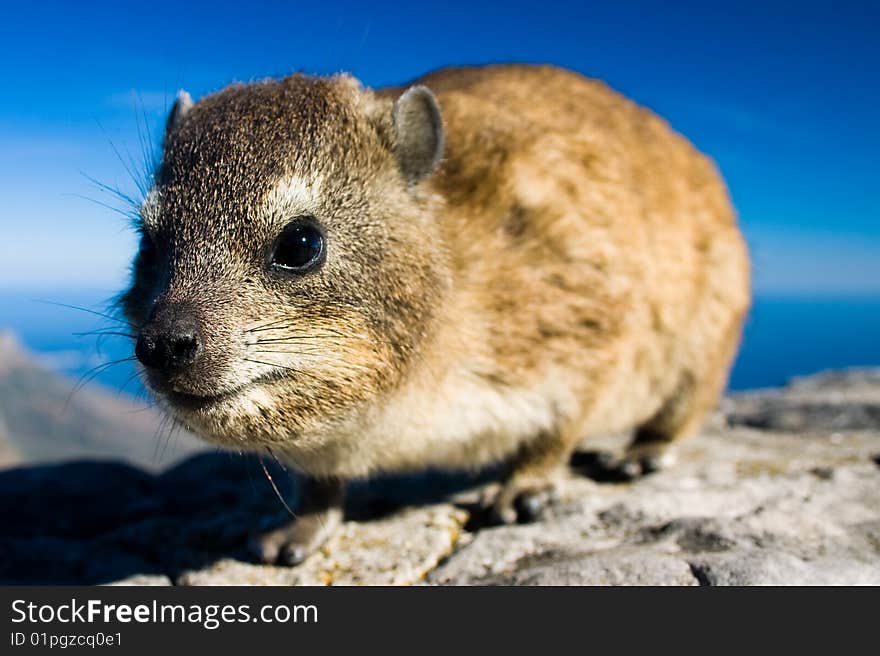 Close up shot of a rock dassie on top of Table Mountain, cape Town South Africa