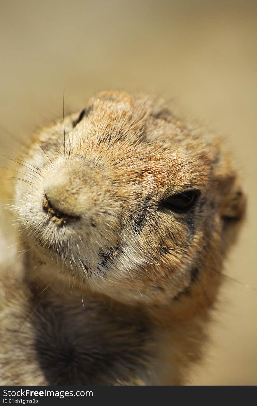 Head of a prairie dog