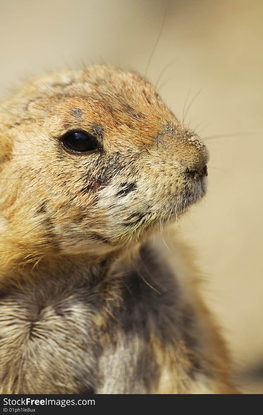 Head of a prairie dog