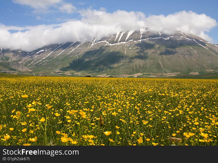 Photo of blooming in the sibillini park