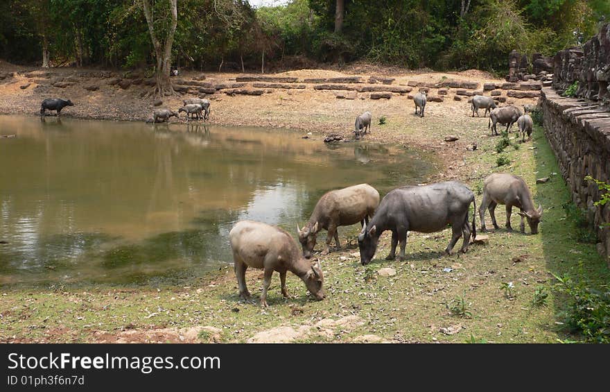 Cambodian cow, cattle, Angkor Thom, Cambodia