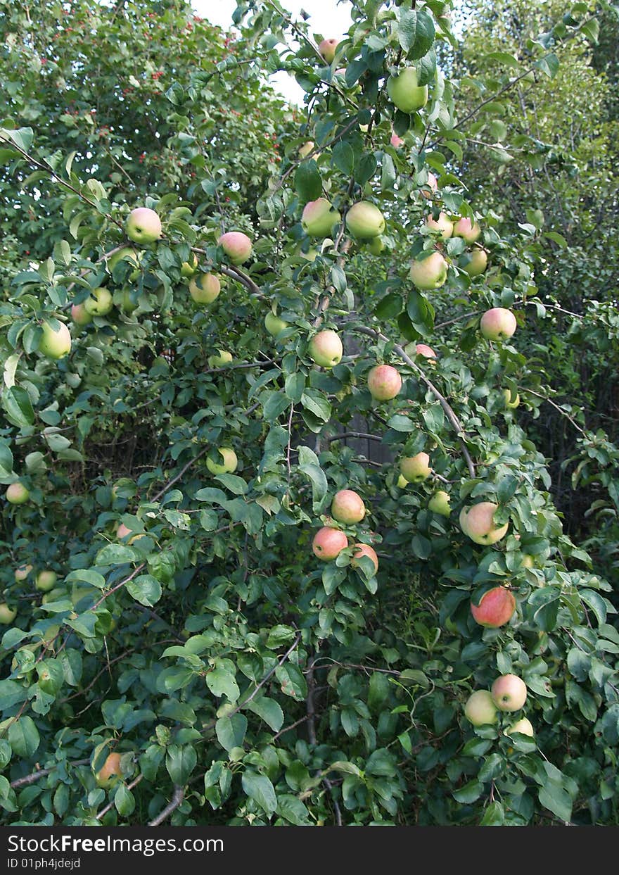 Apple Tree