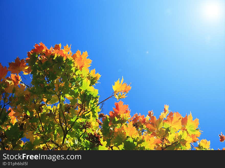 Maple tree in autumn time