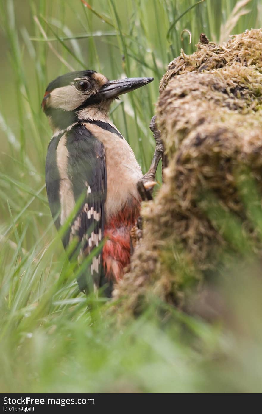 The Great Spotted Woodpecker (Dendrocopos major) is a member of the woodpecker family, Picidae. The Great Spotted Woodpecker (Dendrocopos major) is a member of the woodpecker family, Picidae.