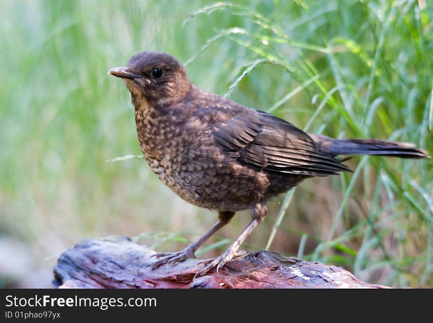 The Common Blackbird (Turdus merula), also called Eurasian Blackbird or simply Blackbird is a species of true thrush which breeds in Europe, Asia, and North Africa.