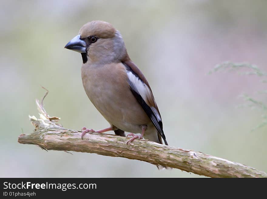 The Hawfinch, Coccothraustes coccothraustes, is a passerine bird in the finch family Fringillidae