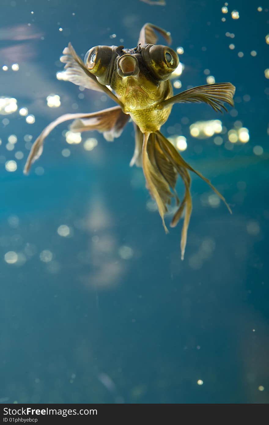 Tropical Aquarium Fish